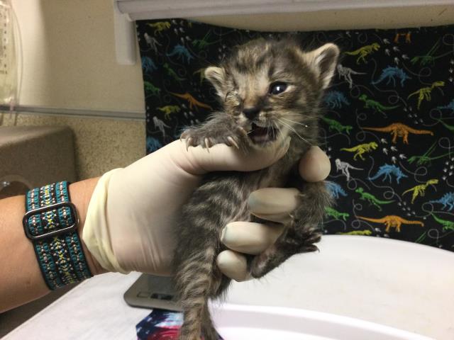 Adoptable Cat