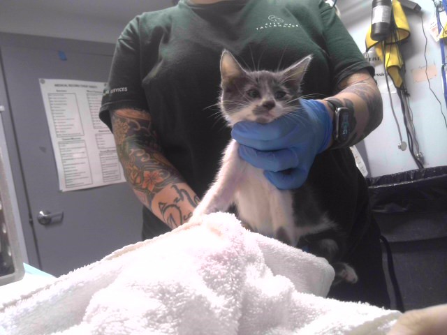 Lentil