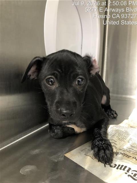 Adoptable Dog