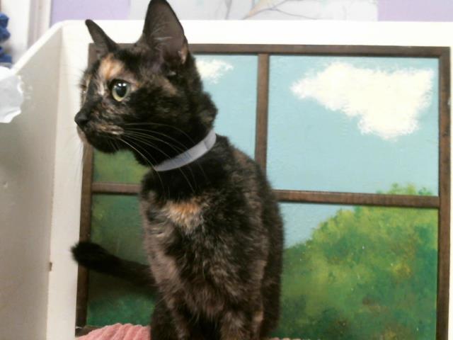 Adoptable Cat