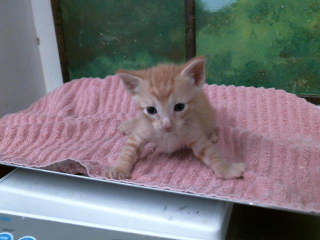 Adoptable Cat