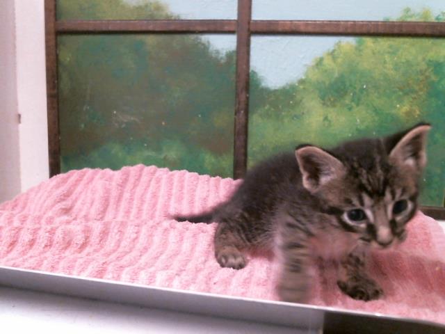 Adoptable Cat