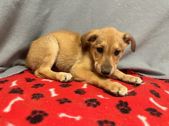Adoptable Dog