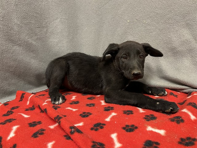 Adoptable Dog
