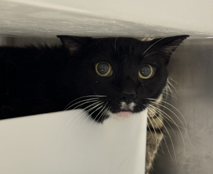 Whiskers