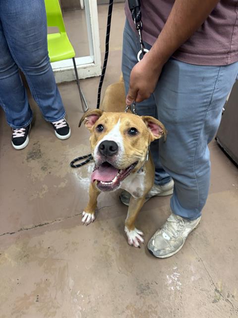 Adoptable Dog