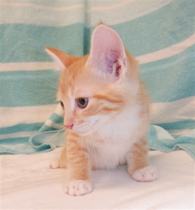 Sam