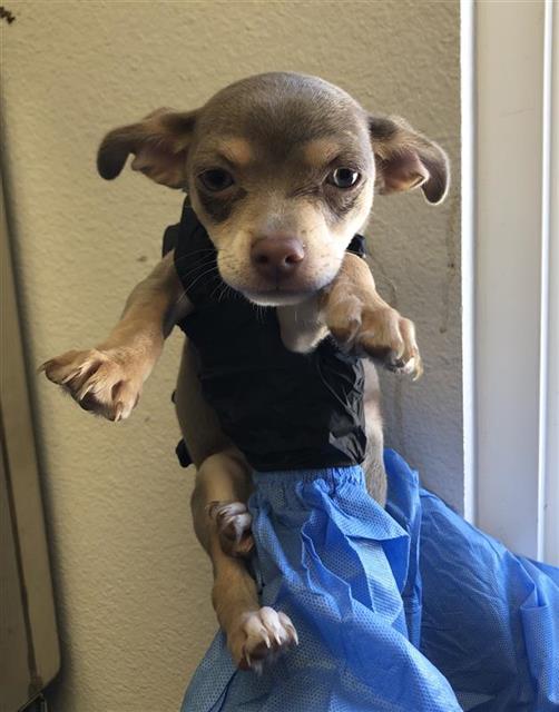 Adoptable Dog