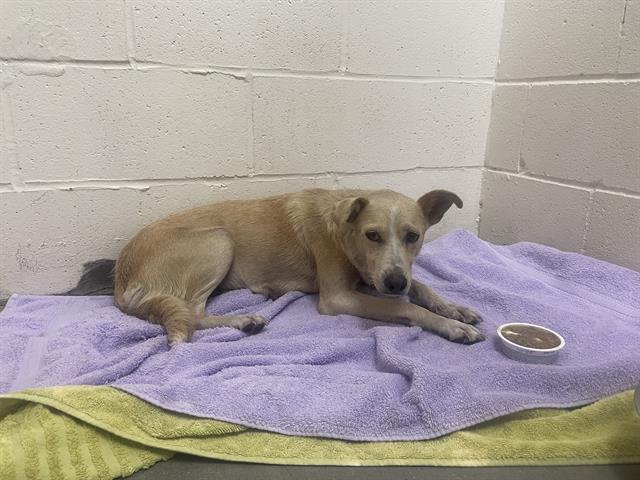 Adoptable Dog