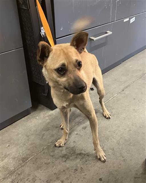 Adoptable Dog