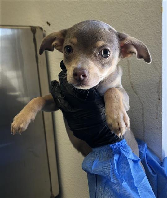 Adoptable Dog
