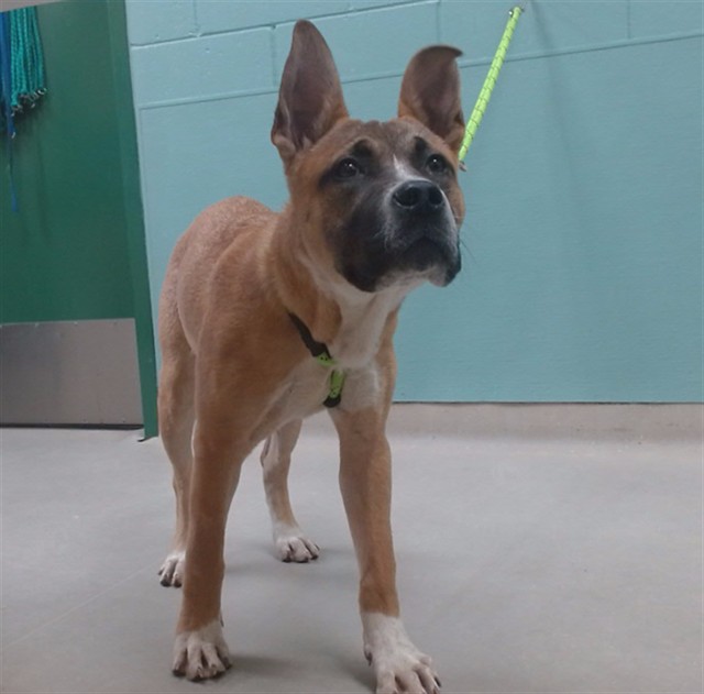 Adoptable Dog