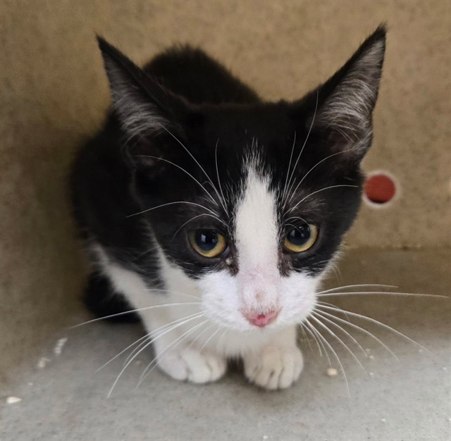 Adoptable Cat
