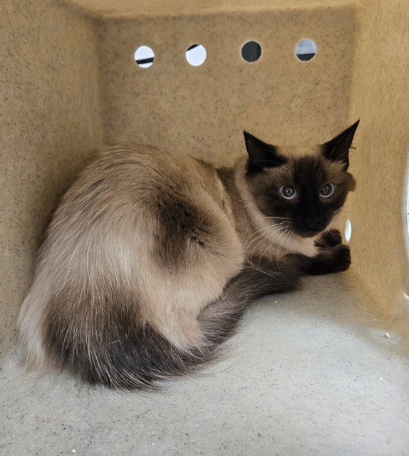 Adoptable Cat