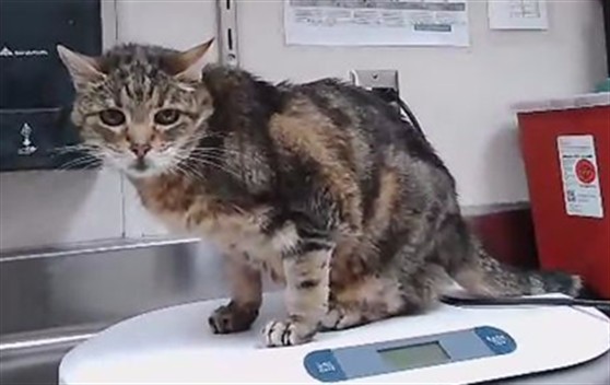 Adoptable Cat