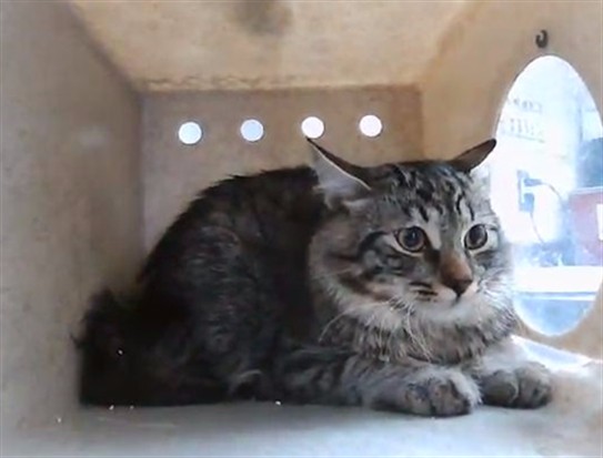 Adoptable Cat