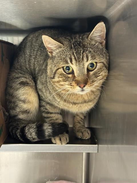 Adoptable Cat