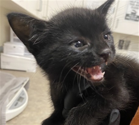 Adoptable Cat