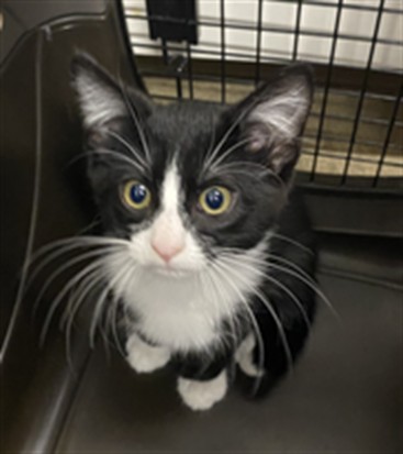 Adoptable Cat