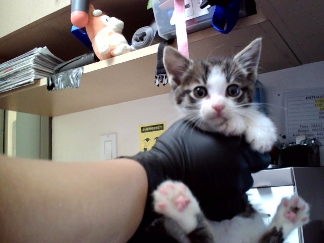 Adoptable Cat