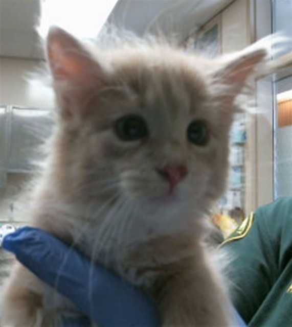 Adoptable Cat
