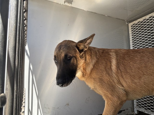 Adoptable Dog