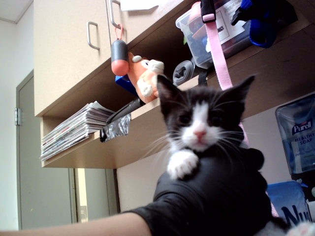 Adoptable Cat