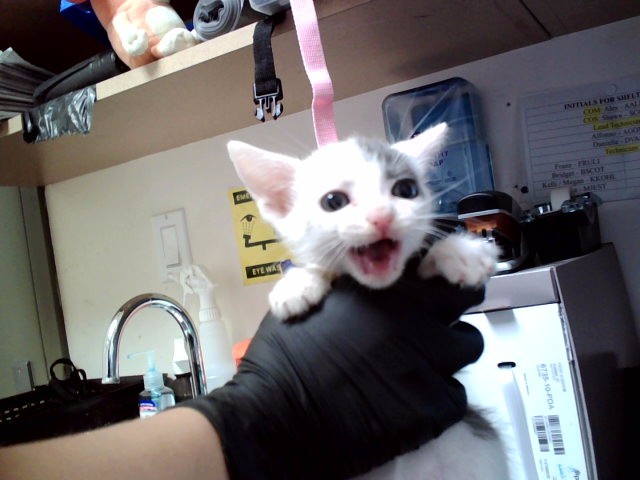 Adoptable Cat