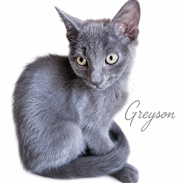 Greyson