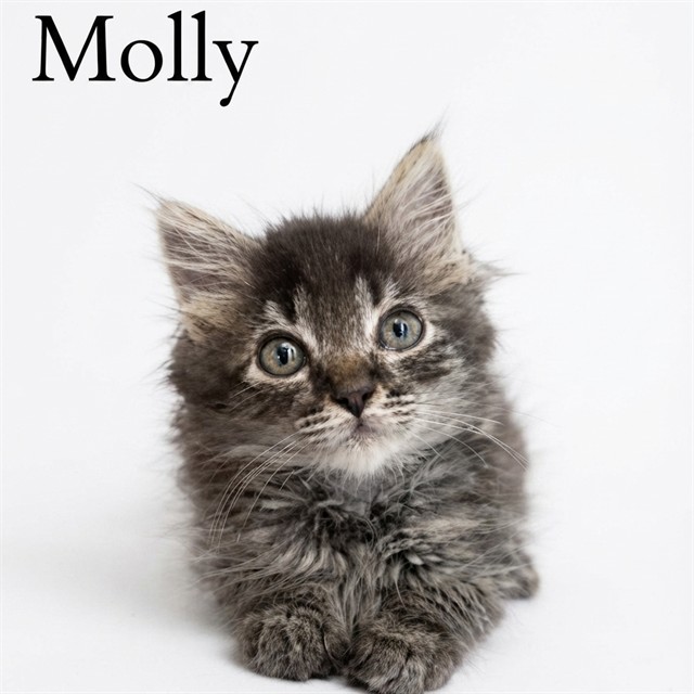 Molly