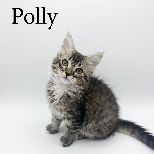 Polly