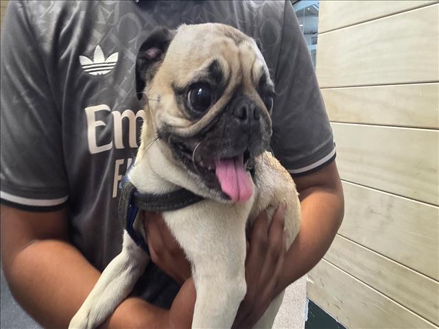 Gordo