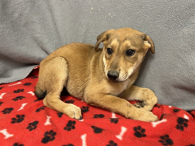 Adoptable Dog