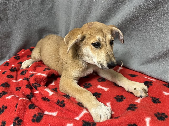 Adoptable Dog