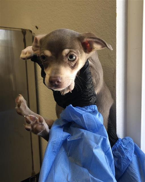 Adoptable Dog