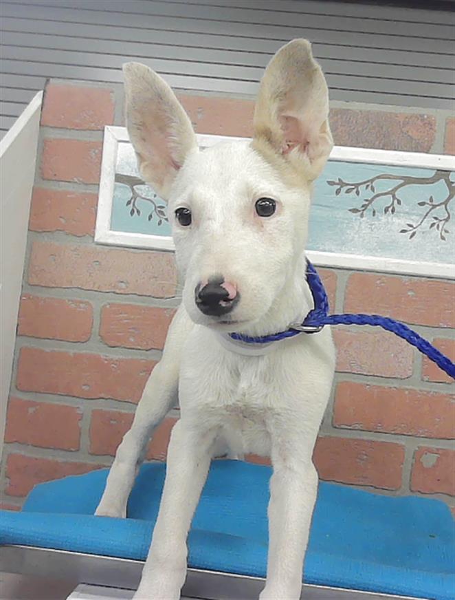 Adoptable Dog