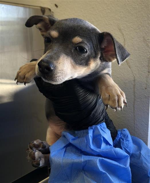 Adoptable Dog