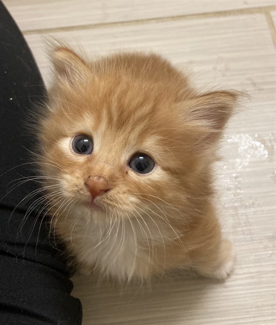 Adoptable Cat