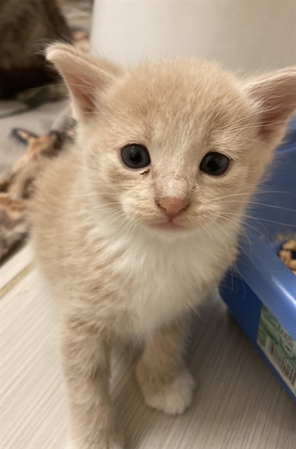 Adoptable Cat