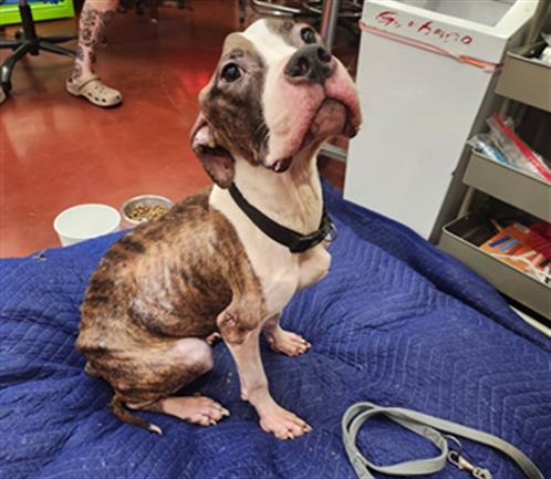 Adoptable Dog
