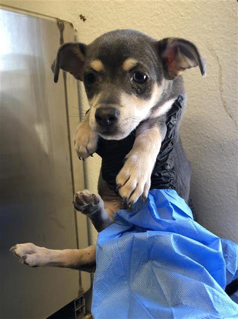 Adoptable Dog