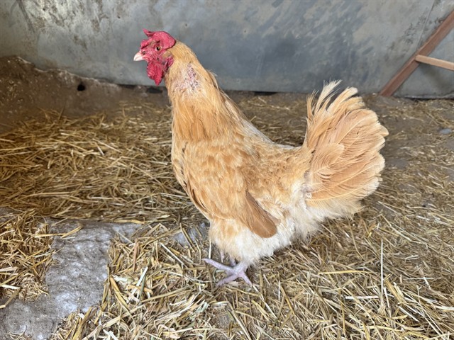 Kelly Cluckson
