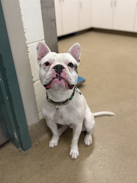 Adoptable Dog