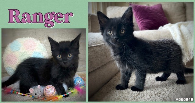 Ranger
