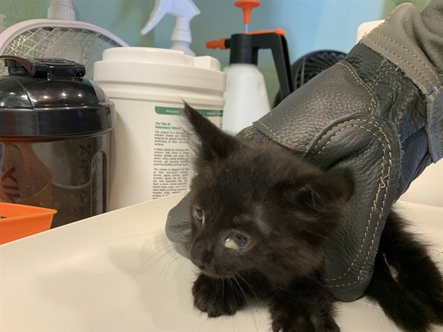 Adoptable Cat