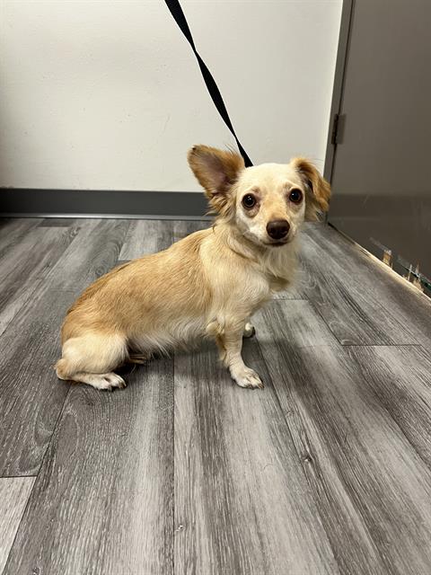 Adoptable Dog