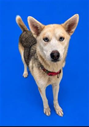 Adoptable Dog