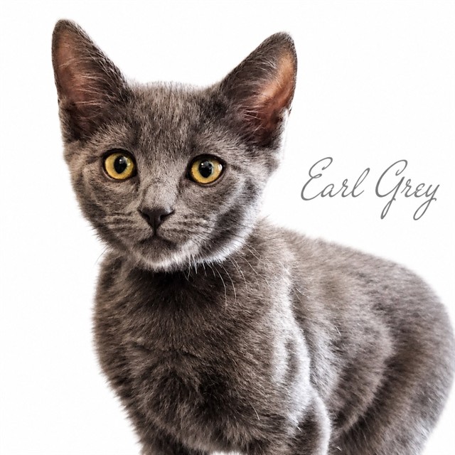 Earl Grey