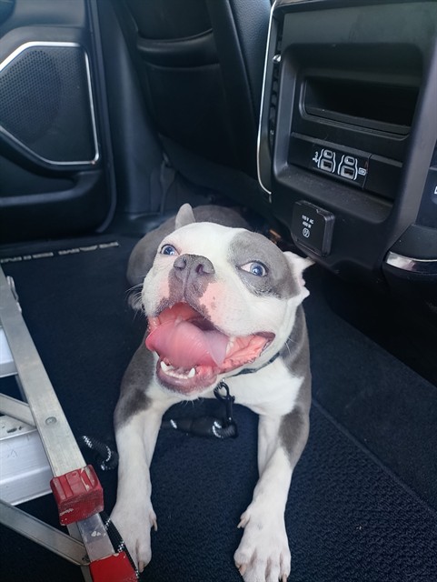 Frenchie