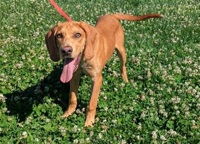 *Copper*